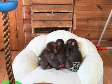 おさるランド＆アニタウン　日光さる軍団劇場に投稿された画像（2021/5/4）