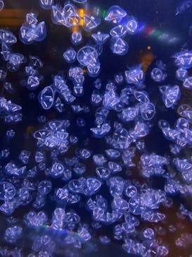 アクアワールド茨城県大洗水族館に投稿された画像（2021/5/4）