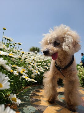 ニューヨークランプミュージアム＆フラワーガーデンに投稿された画像（2021/5/4）