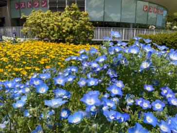 とっとり花回廊に投稿された画像（2021/5/4）