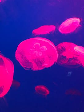 大分マリーンパレス水族館 「うみたまご」に投稿された画像（2021/5/4）