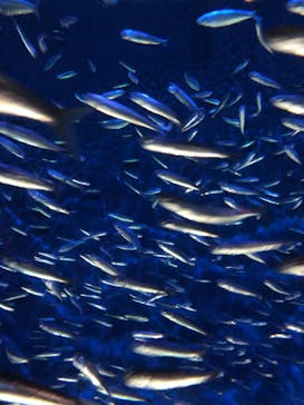 大分マリーンパレス水族館 「うみたまご」に投稿された画像（2021/5/4）