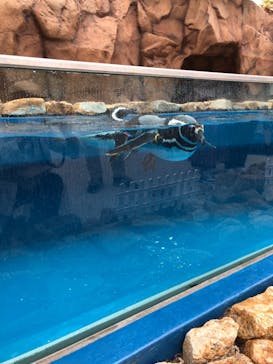 大分マリーンパレス水族館 「うみたまご」に投稿された画像（2021/5/4）