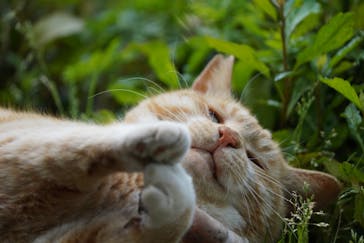 三溪園に投稿された画像（2021/5/4）