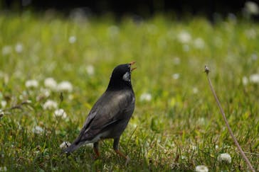 三溪園に投稿された画像（2021/5/4）