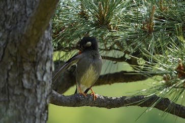三溪園に投稿された画像（2021/5/4）