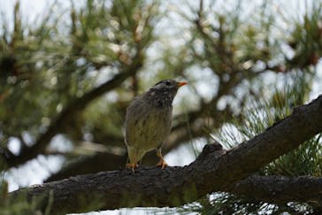 三溪園に投稿された画像（2021/5/4）