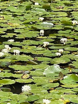 三溪園に投稿された画像（2021/5/4）