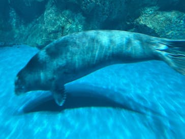 大分マリーンパレス水族館 「うみたまご」に投稿された画像（2021/5/4）