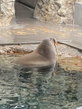 大分マリーンパレス水族館 「うみたまご」に投稿された画像（2021/5/4）