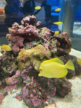 大分マリーンパレス水族館 「うみたまご」に投稿された画像（2021/5/4）