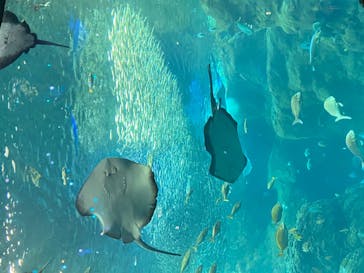 新江ノ島水族館に投稿された画像（2021/5/4）