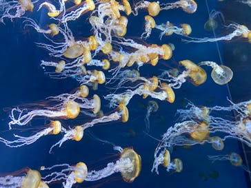 新江ノ島水族館に投稿された画像（2021/5/4）