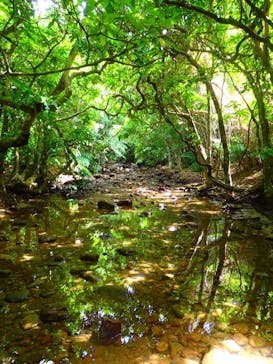 西表島 ADVENTURE PiPi（アドベンチャーピピ）に投稿された画像（2021/5/4）