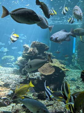 串本海中公園水族館に投稿された画像（2021/5/4）