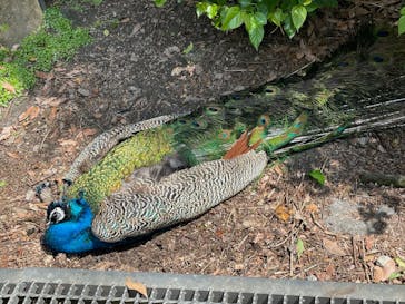 長崎バイオパークに投稿された画像（2021/5/4）