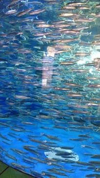 アクアワールド茨城県大洗水族館に投稿された画像（2021/5/4）