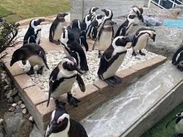マリンワールド海の中道に投稿された画像（2021/5/4）
