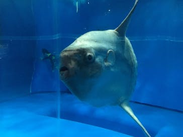 アクアワールド茨城県大洗水族館に投稿された画像（2021/5/4）