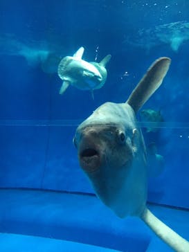 アクアワールド茨城県大洗水族館に投稿された画像（2021/5/4）