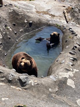 のぼりべつクマ牧場に投稿された画像（2021/5/4）