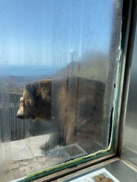 のぼりべつクマ牧場に投稿された画像（2021/5/4）