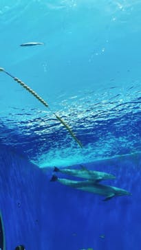 横浜・八景島シーパラダイスに投稿された画像（2021/5/4）