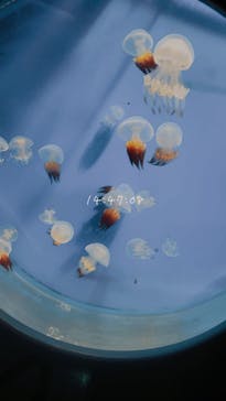 新江ノ島水族館に投稿された画像（2021/5/4）