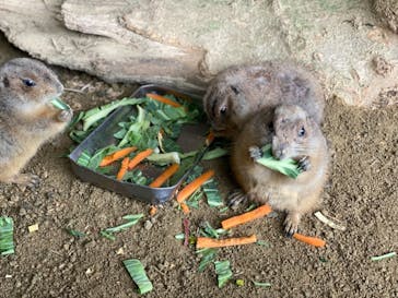 長崎バイオパークに投稿された画像（2021/5/4）