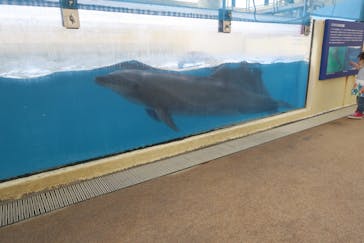 新江ノ島水族館に投稿された画像（2021/5/4）