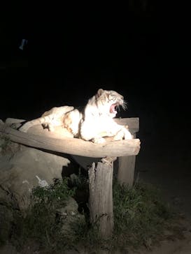 群馬サファリパークに投稿された画像（2021/5/4）