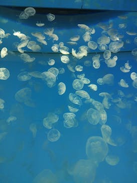 アクアワールド茨城県大洗水族館に投稿された画像（2021/5/5）