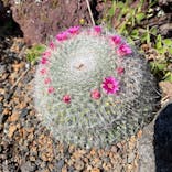 伊豆シャボテン動物公園に投稿された画像（2021/5/5）