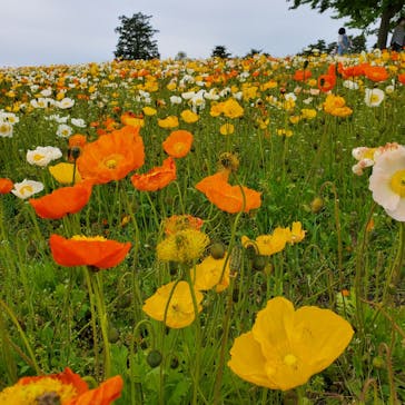とっとり花回廊に投稿された画像（2021/5/5）