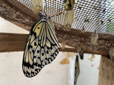 石垣島鍾乳洞に投稿された画像（2021/5/5）