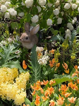 とっとり花回廊に投稿された画像（2021/5/5）