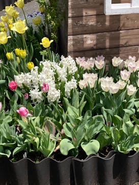 とっとり花回廊に投稿された画像（2021/5/5）