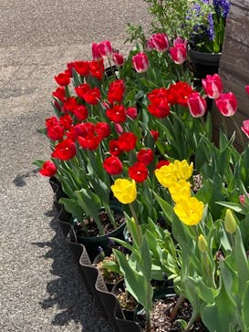 とっとり花回廊に投稿された画像（2021/5/5）