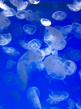 アクアワールド茨城県大洗水族館に投稿された画像（2021/5/5）