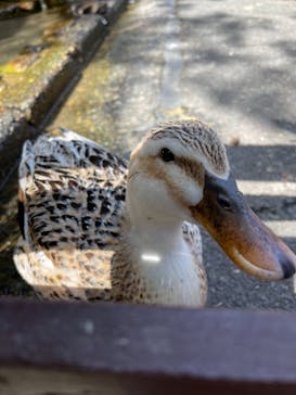 びわ湖バレイに投稿された画像（2021/5/5）