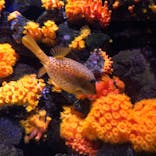 大分マリーンパレス水族館 「うみたまご」に投稿された画像（2021/5/5）