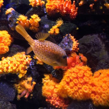 大分マリーンパレス水族館 「うみたまご」に投稿された画像（2021/5/5）