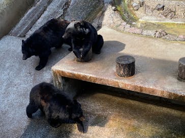 奥飛騨クマ牧場に投稿された画像（2021/5/5）