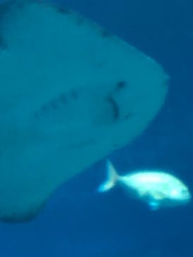 アクアワールド茨城県大洗水族館に投稿された画像（2021/5/5）