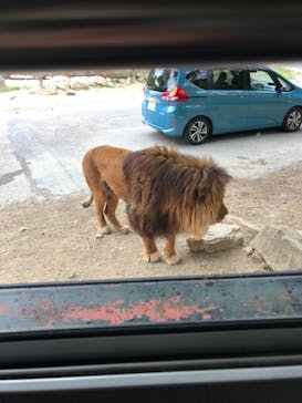 群馬サファリパークに投稿された画像（2021/5/5）