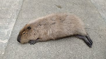 長崎バイオパークに投稿された画像（2021/5/5）