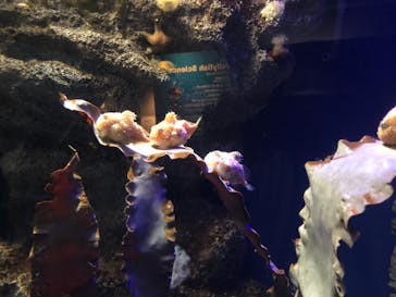 新江ノ島水族館に投稿された画像（2021/5/5）