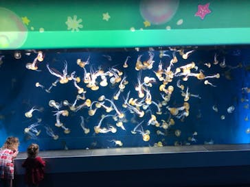 新江ノ島水族館に投稿された画像（2021/5/5）