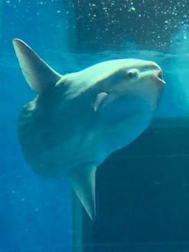 アクアワールド茨城県大洗水族館に投稿された画像（2021/5/5）