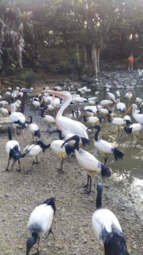 ネオパークオキナワに投稿された画像（2021/5/5）